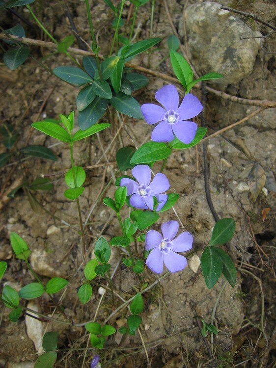 Vinca minor